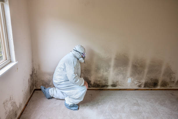 Mold Odor Removal Services in Oak Grove Heights, AR